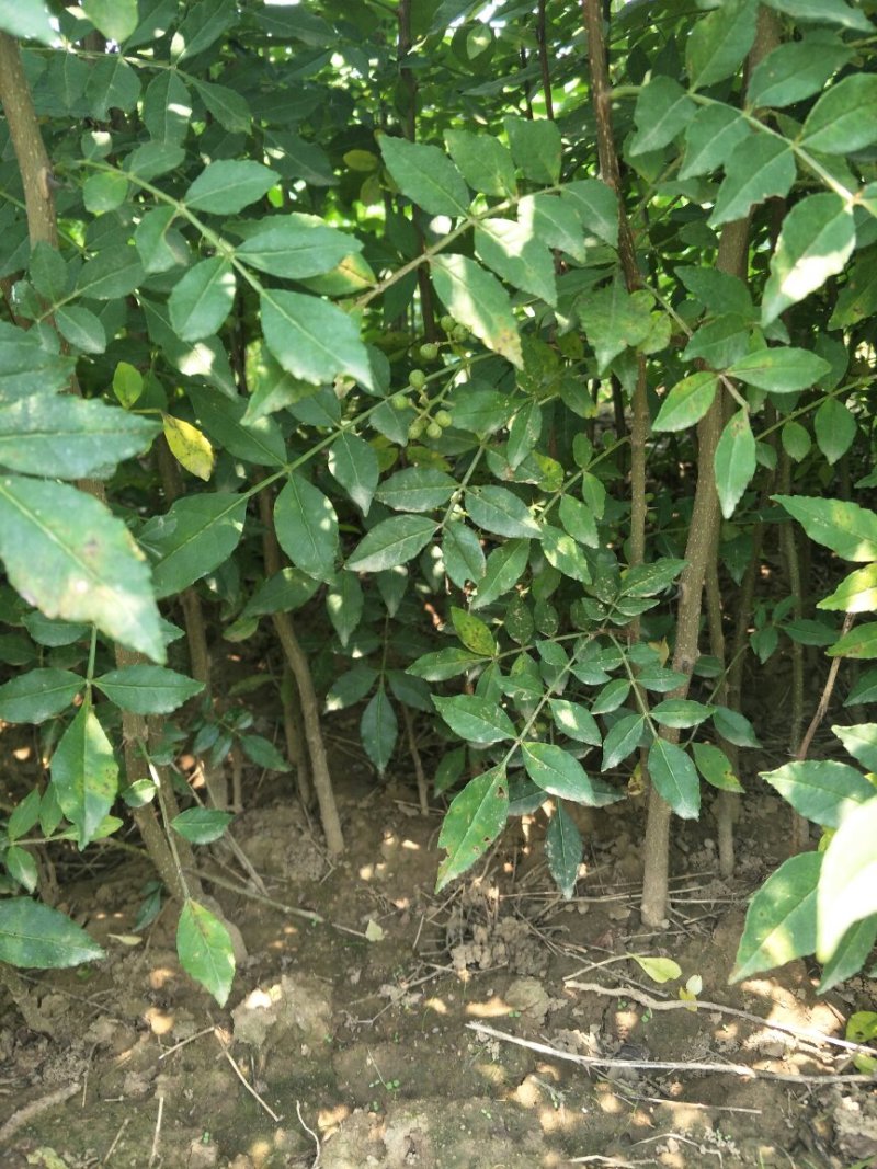 花椒苗品种、规格齐全