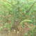 花椒苗品种、规格齐全