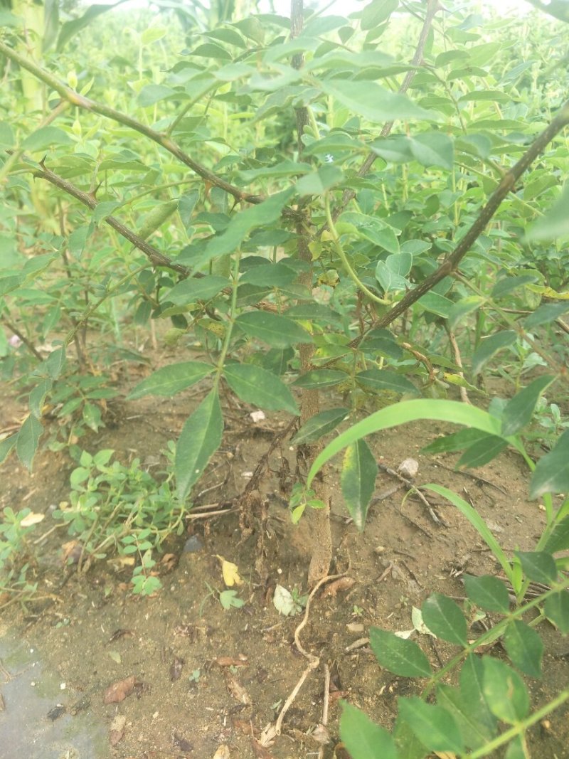 花椒苗品种、规格齐全