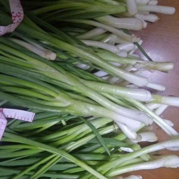 香葱小葱10~15cm