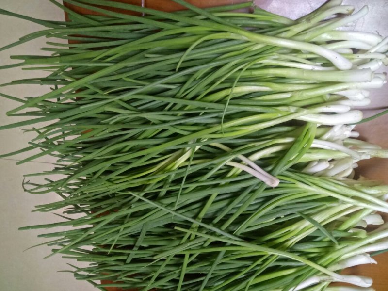 香葱小葱10~15cm