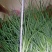 香葱小葱10~15cm
