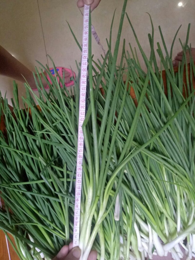 香葱小葱10~15cm