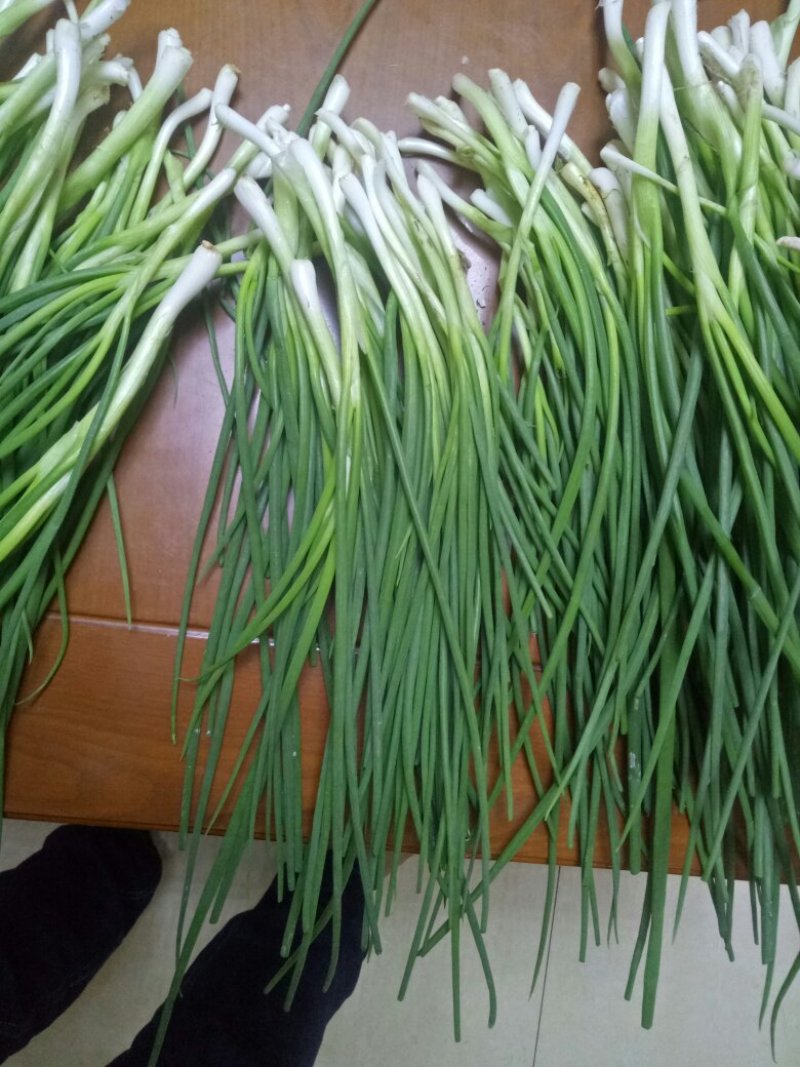 香葱小葱10~15cm