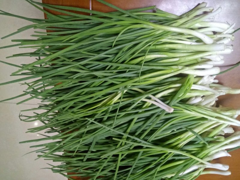 香葱小葱10~15cm