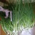 香葱小葱10~15cm