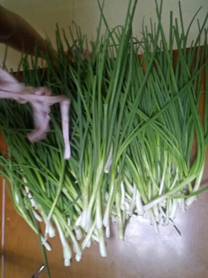 香葱小葱10~15cm