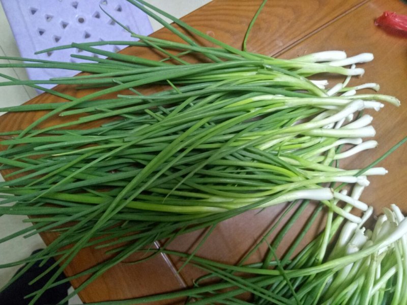 香葱小葱10~15cm