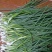 香葱小葱10~15cm