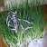 香葱小葱10~15cm