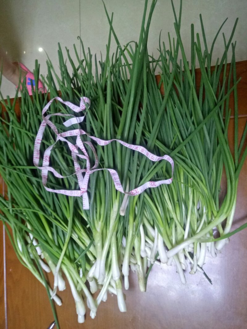 香葱小葱10~15cm