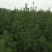 定值白皮松1/2/3/米都有工程苗/育林苗/占地苗现挖