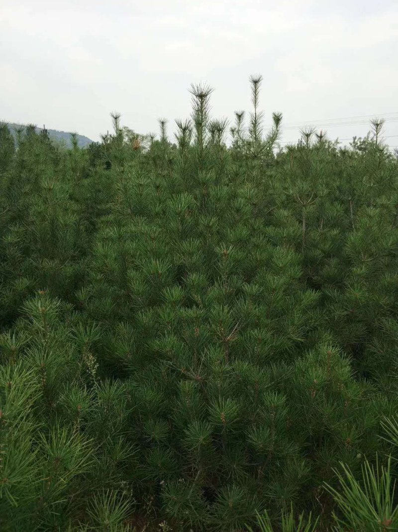 定值白皮松1/2/3/米都有工程苗/育林苗/占地苗现挖