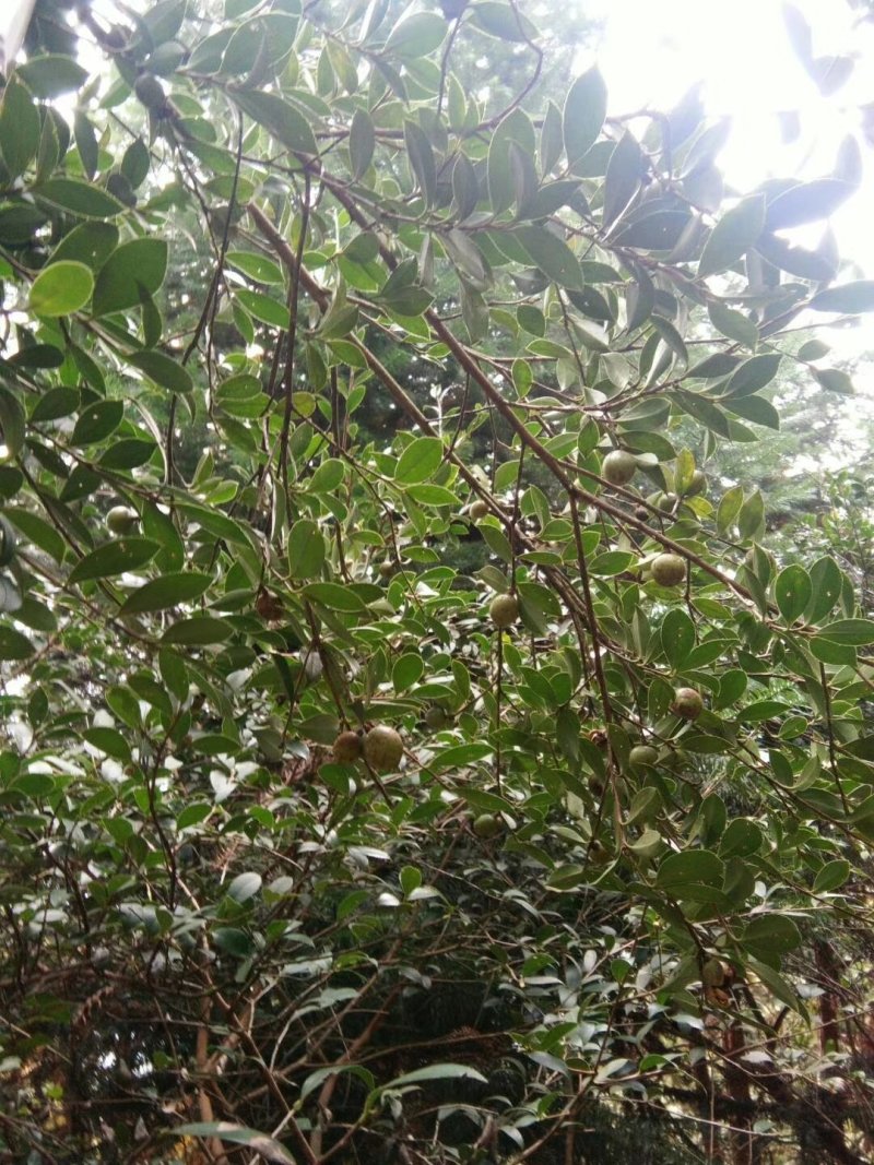 茶籽