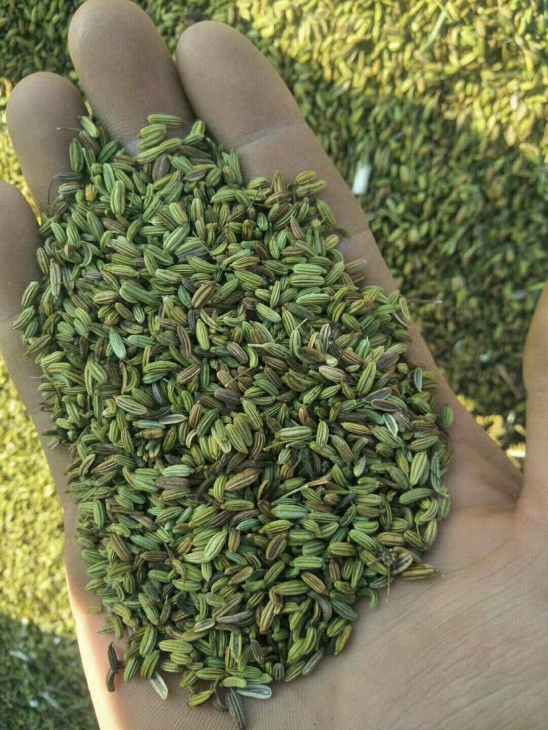 宁夏特色小茴香质量好，价格低