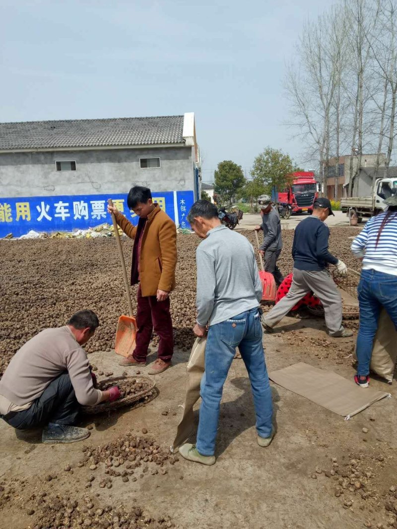 马蹄大号