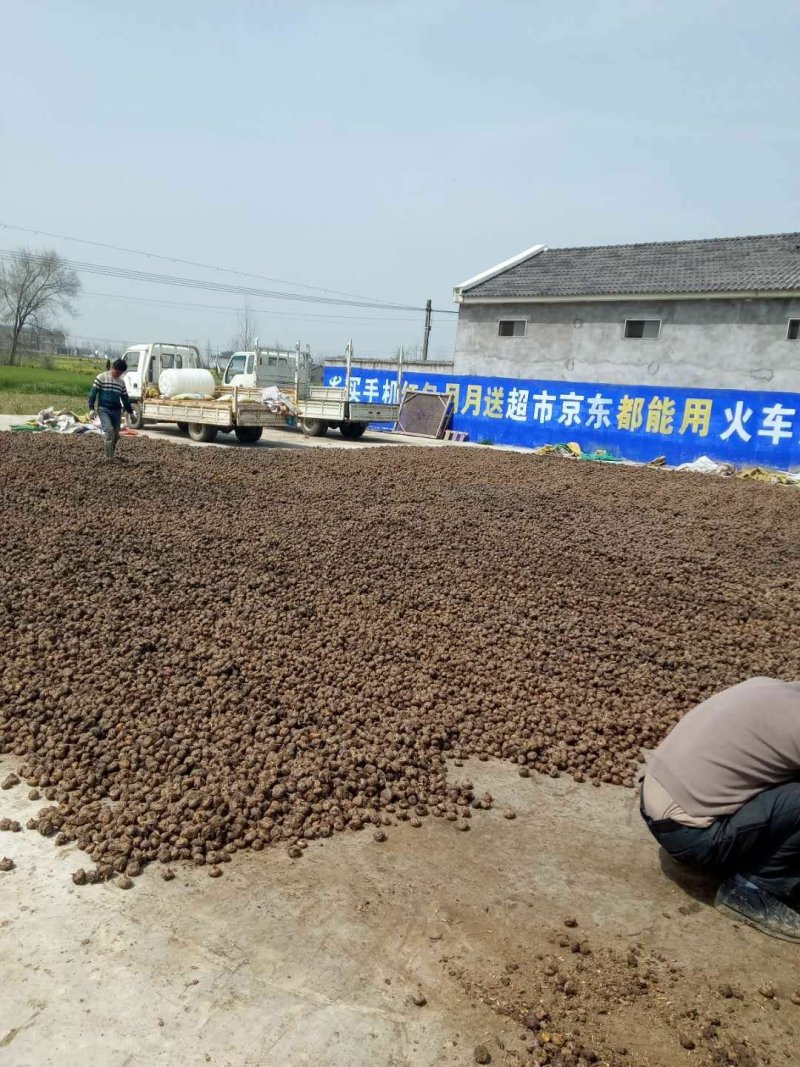 马蹄大号