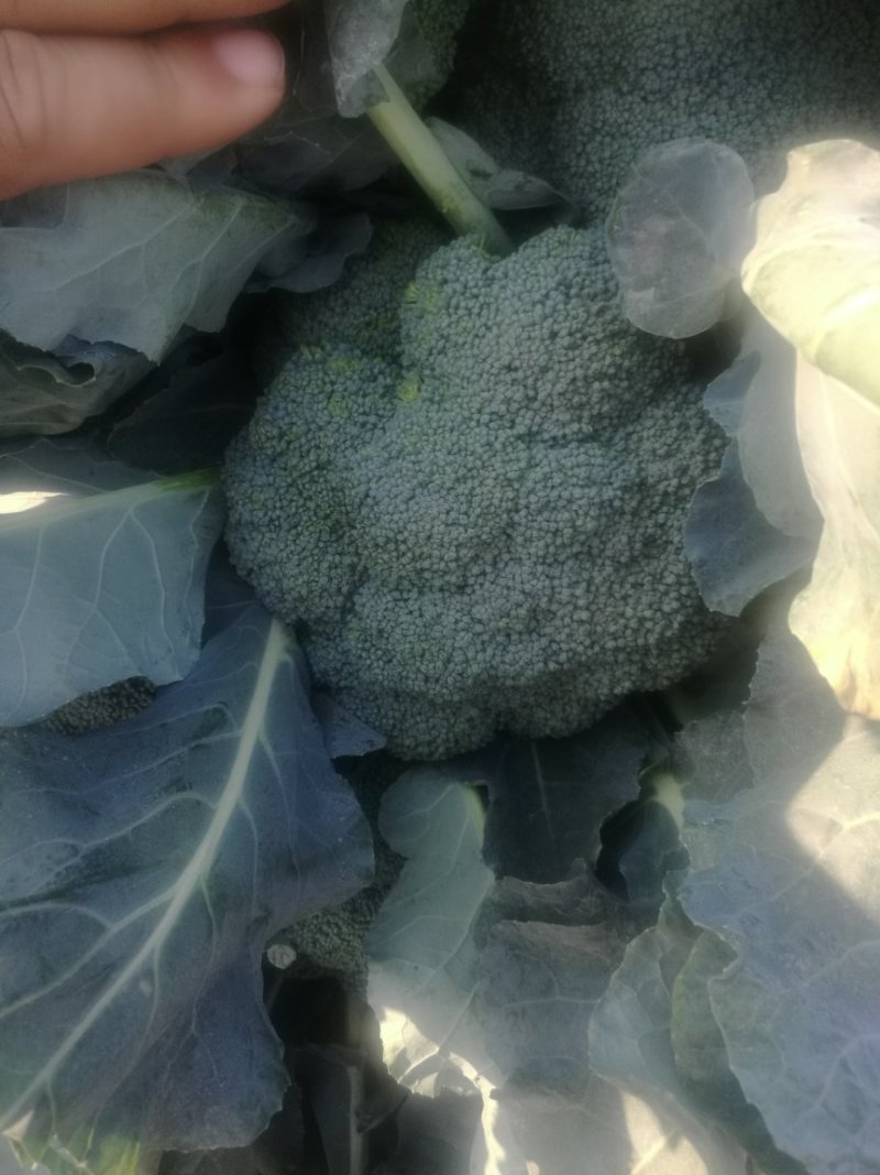 耐寒优秀，炎秀等精品西兰花