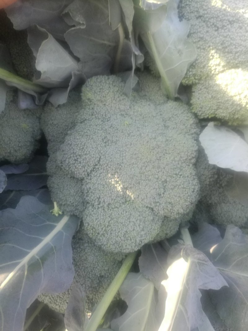 耐寒优秀，炎秀等精品西兰花
