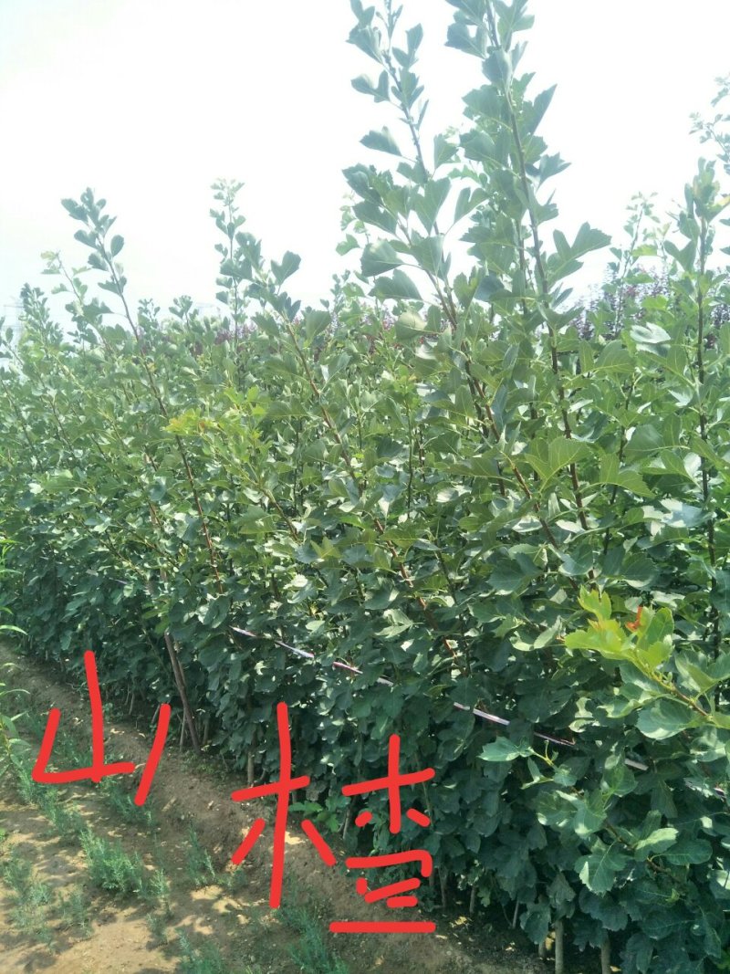 山楂苗批发甜红子山楂苗甜山楂新品种