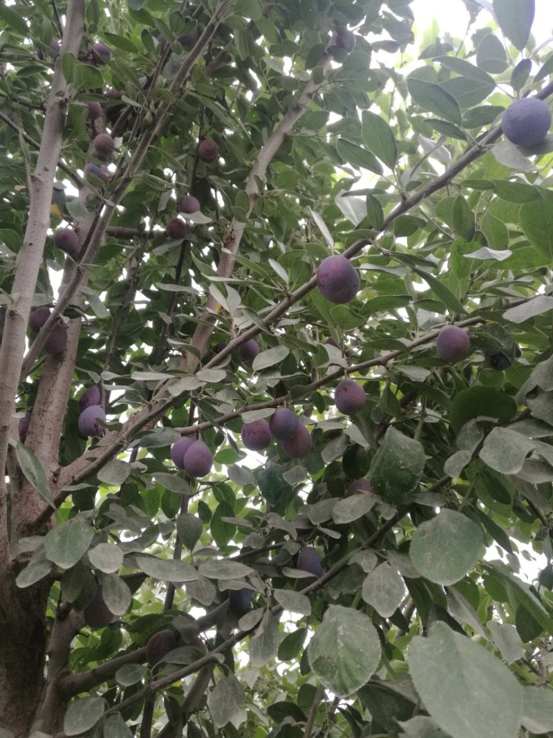 西梅苗/味厚苗木/恐龙蛋李苗