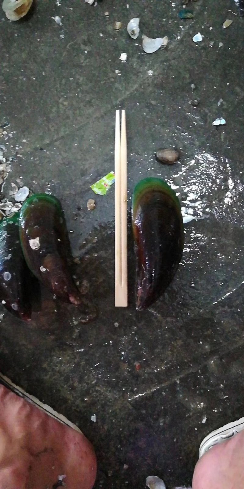 青口，青口螺，贻贝，新西兰翡翠贻贝，蓝口贝，