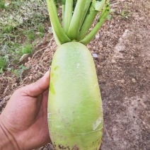 白萝卜