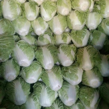 大白菜，精品大白菜大量上市