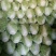 大白菜，精品大白菜大量上市