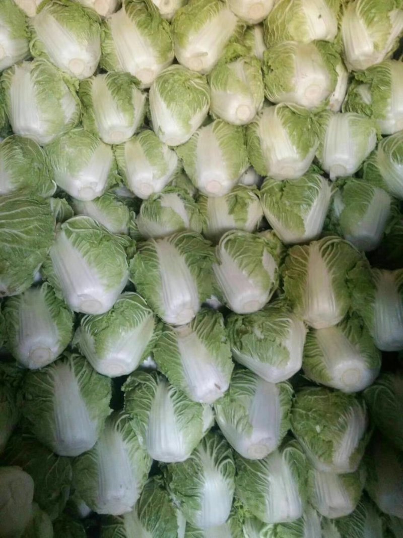 大白菜，精品大白菜大量上市