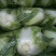 大白菜，精品大白菜大量上市