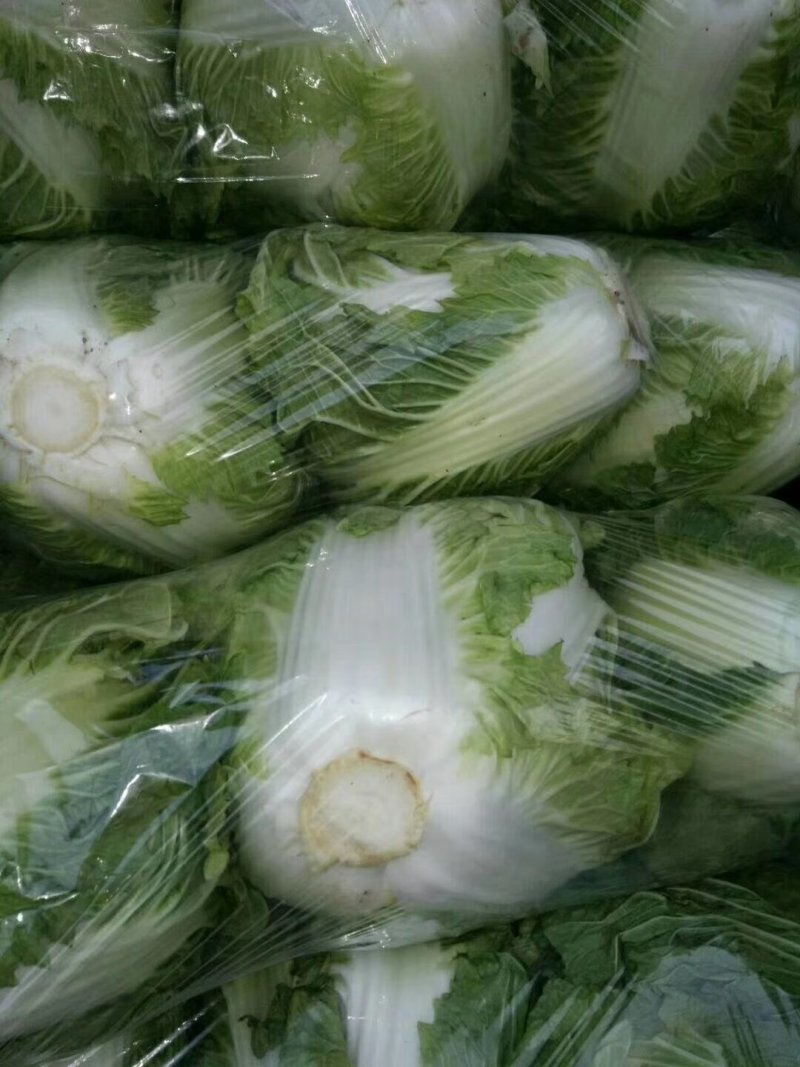 大白菜，精品大白菜大量上市