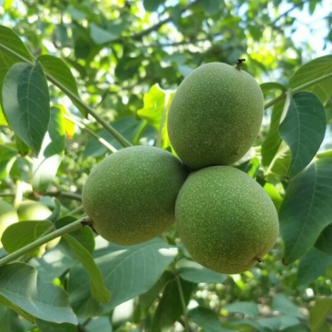 核桃苗基地批发看圃起苗现挖现卖保品种包成活包结果