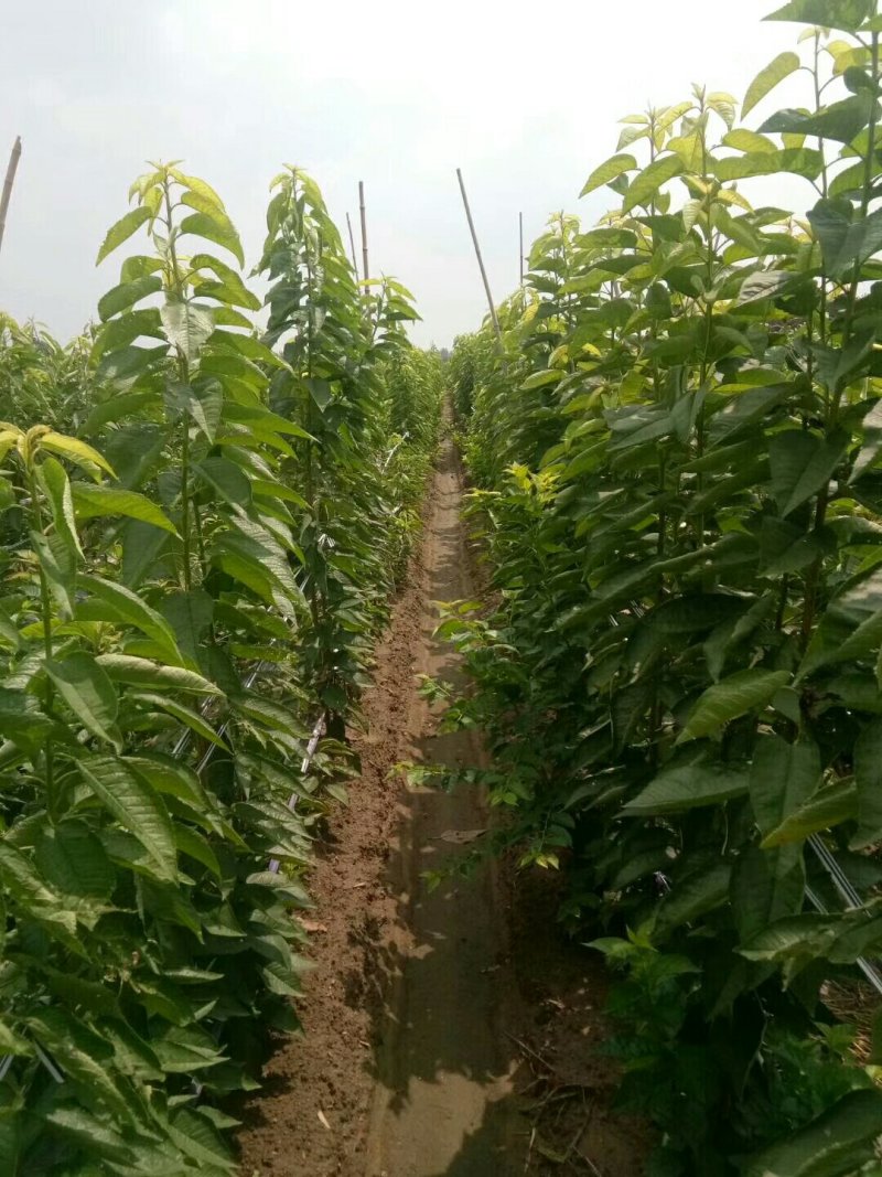 樱桃苗基地矮化樱桃苗批发矮化吉塞拉樱桃苗保品种包成活