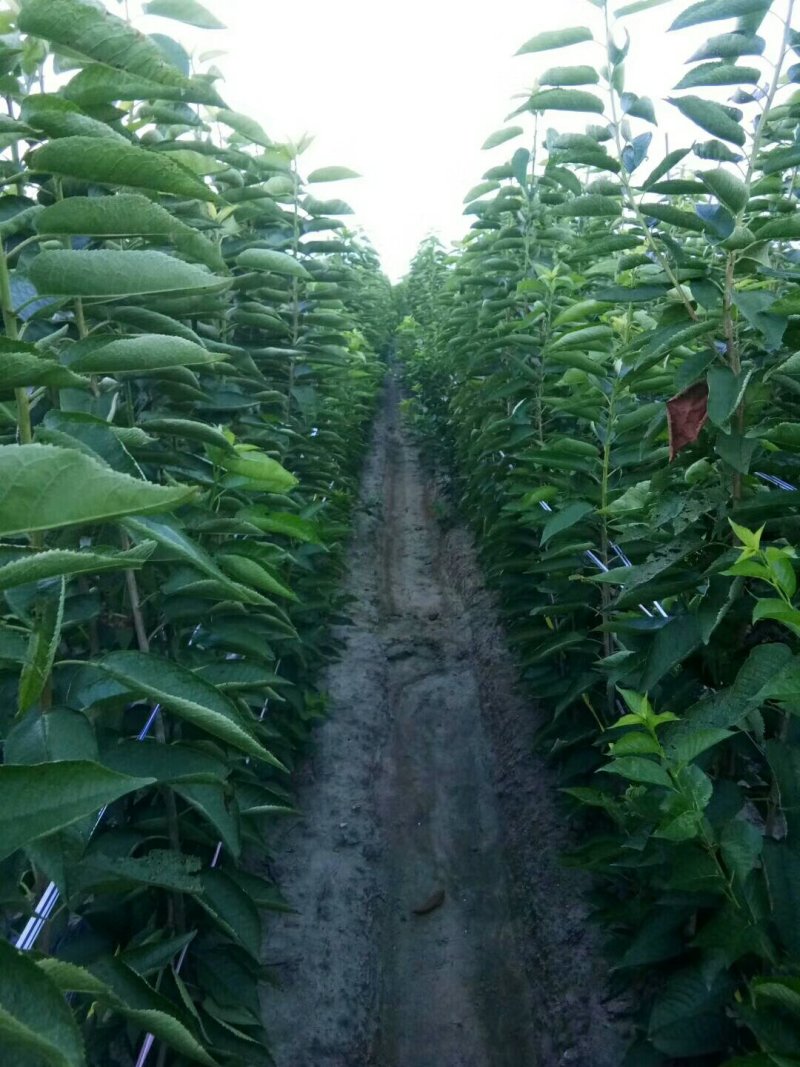 樱桃苗基地矮化樱桃苗批发矮化吉塞拉樱桃苗保品种包成活