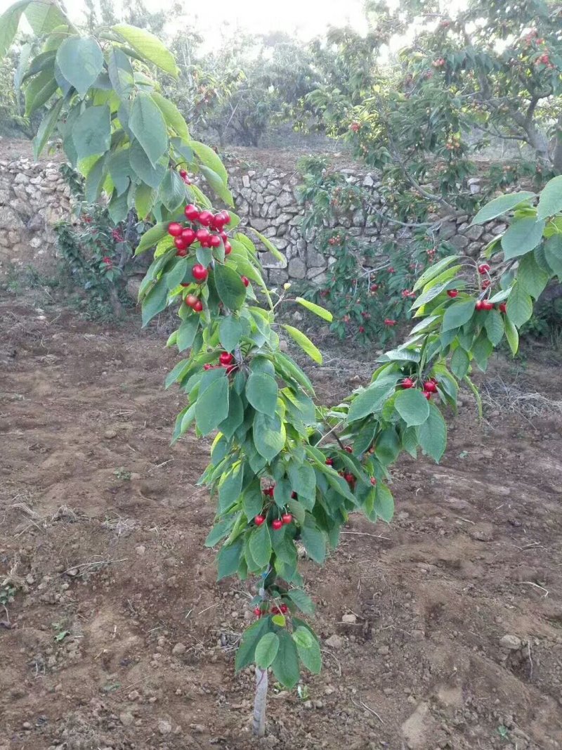 樱桃苗基地矮化樱桃苗批发矮化吉塞拉樱桃苗保品种包成活