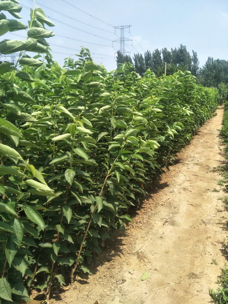 樱桃苗基地矮化樱桃苗批发矮化吉塞拉樱桃苗保品种包成活