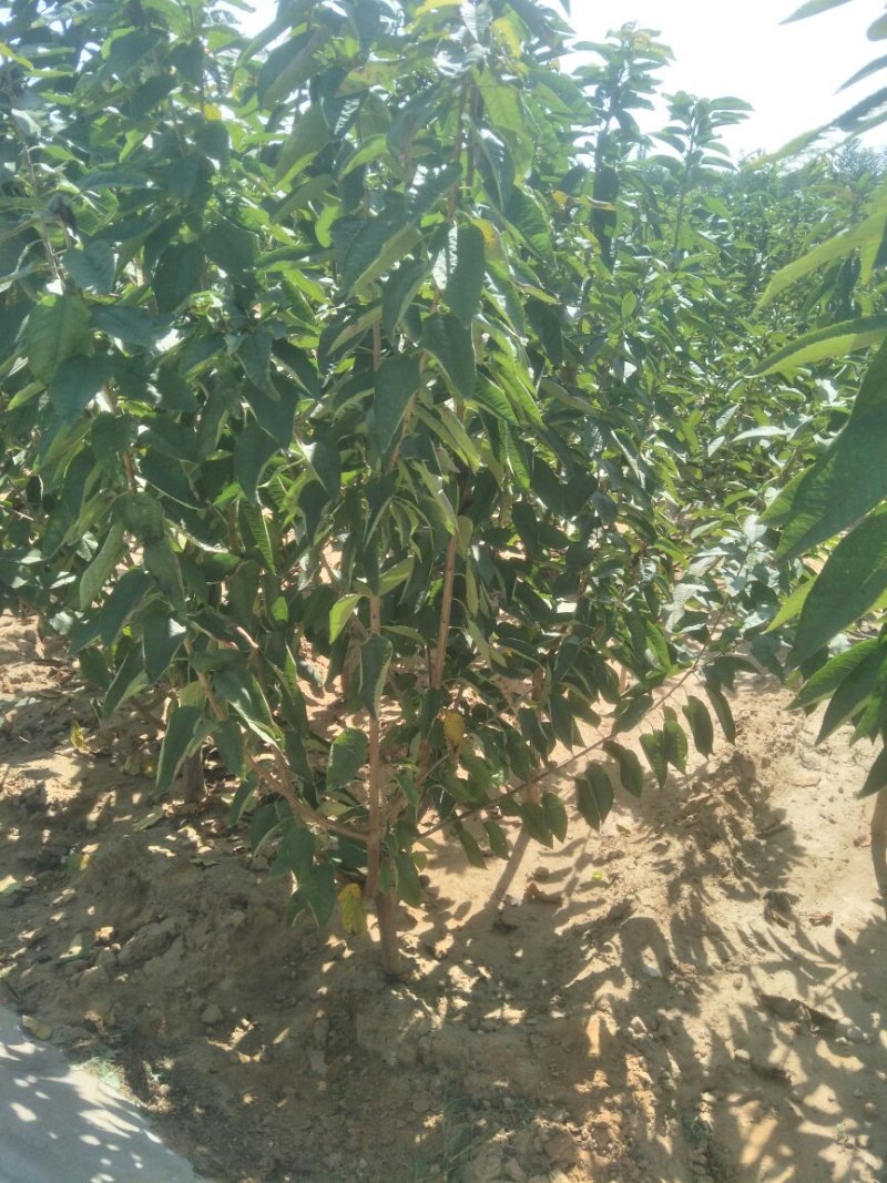 樱桃苗基地矮化樱桃苗批发矮化吉塞拉樱桃苗保品种包成活