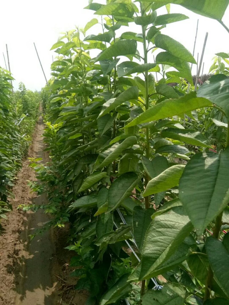 樱桃苗基地矮化樱桃苗批发矮化吉塞拉樱桃苗保品种包成活