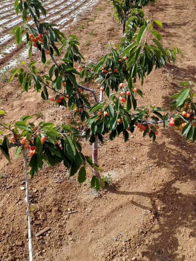 樱桃苗基地矮化樱桃苗批发矮化吉塞拉樱桃苗保品种包成活