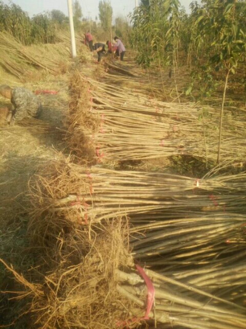 樱桃苗基地矮化樱桃苗批发矮化吉塞拉樱桃苗保品种包成活