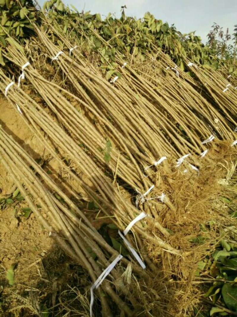 樱桃苗基地矮化樱桃苗批发矮化吉塞拉樱桃苗保品种包成活
