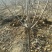 樱桃苗基地矮化樱桃苗批发矮化吉塞拉樱桃苗保品种包成活