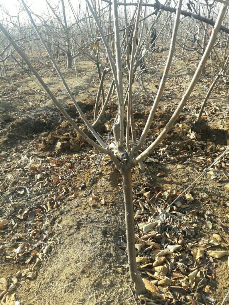 樱桃苗基地矮化樱桃苗批发矮化吉塞拉樱桃苗保品种包成活