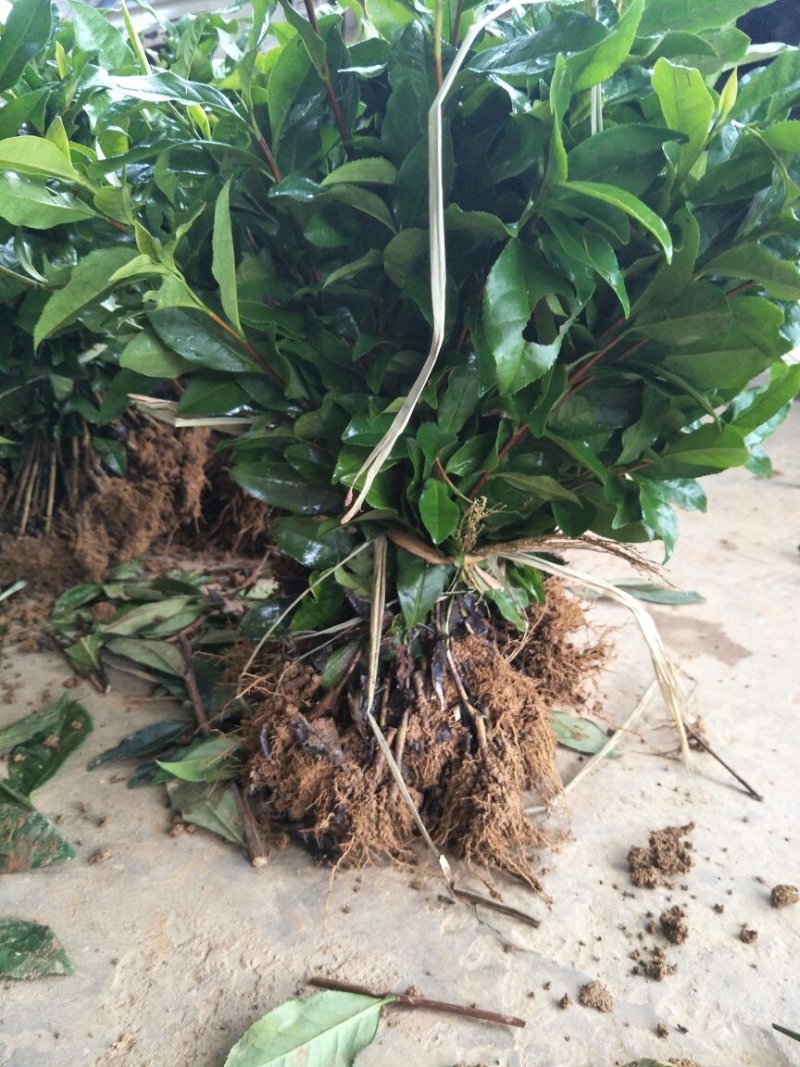 茶叶树苗，安吉白茶，一年苗