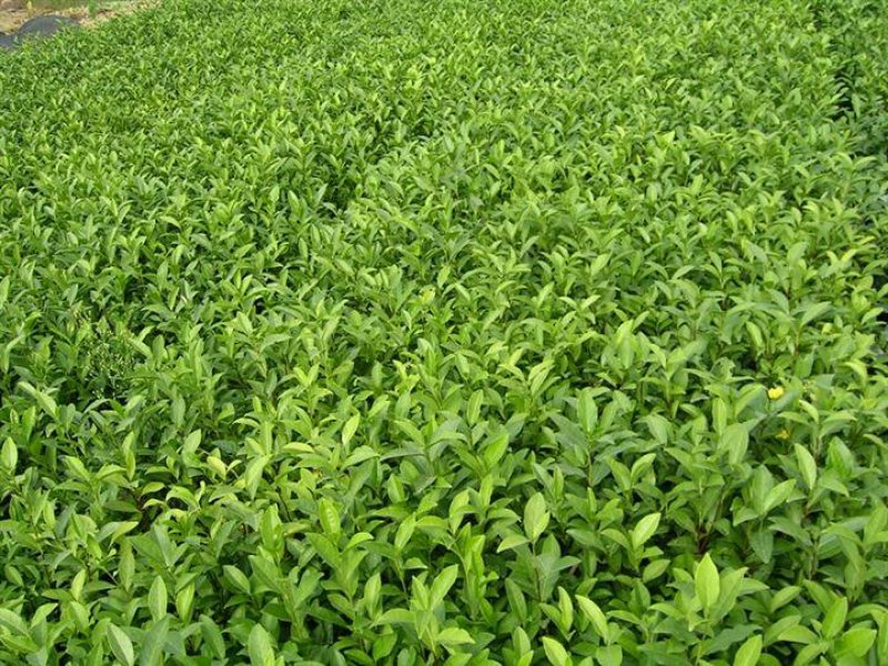 茶叶树苗，安吉白茶，一年苗