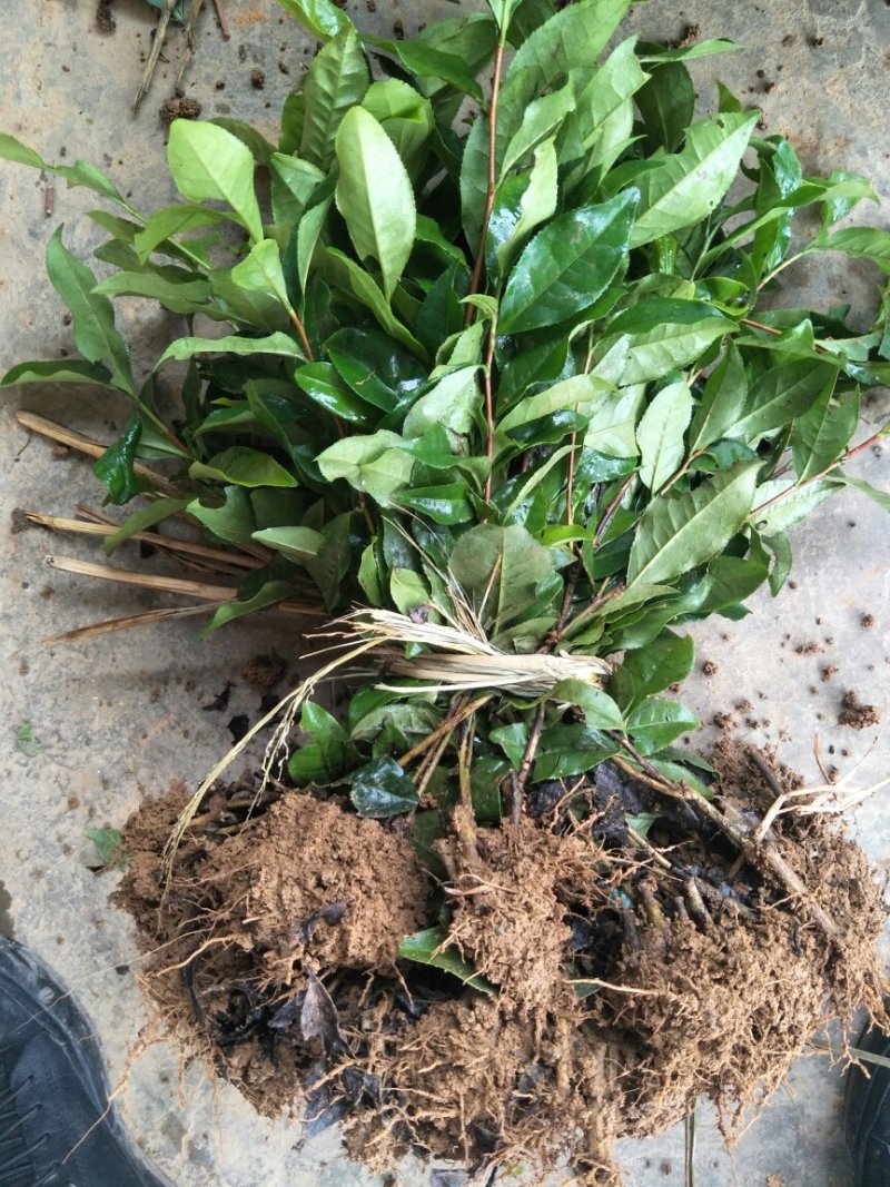 茶叶树苗，安吉白茶，一年苗
