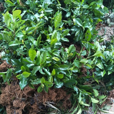 茶叶树苗,安吉白茶,一年苗