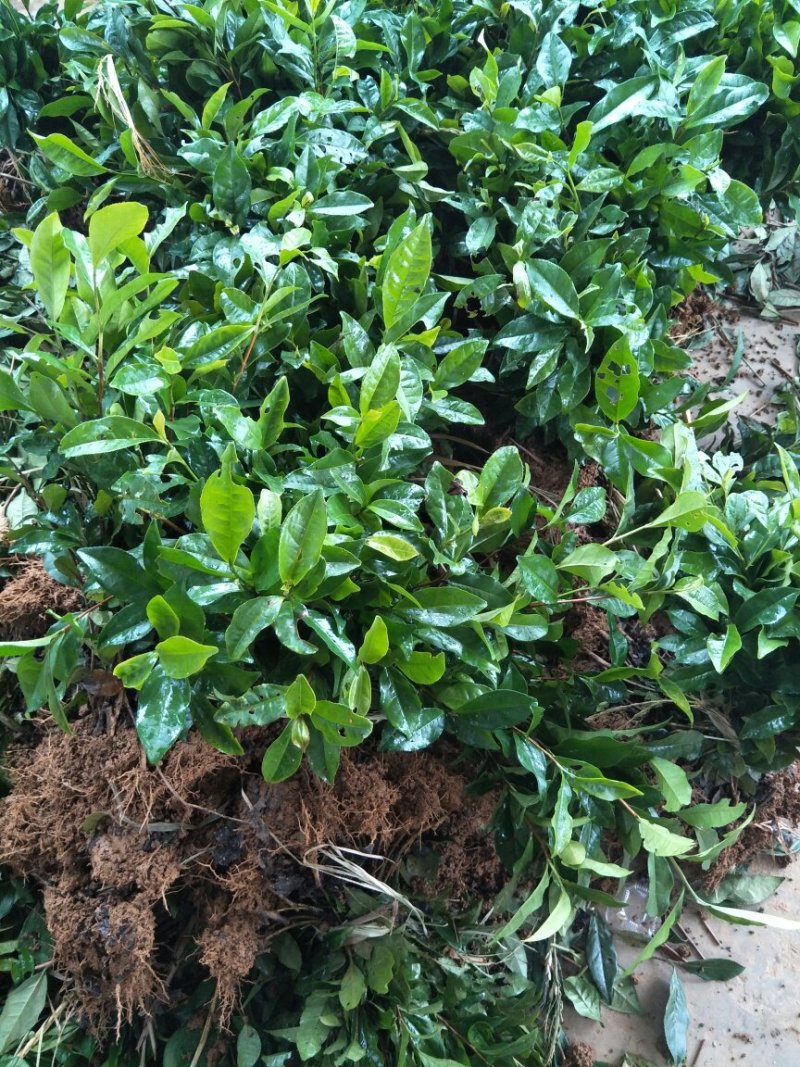 茶叶树苗，安吉白茶，一年苗