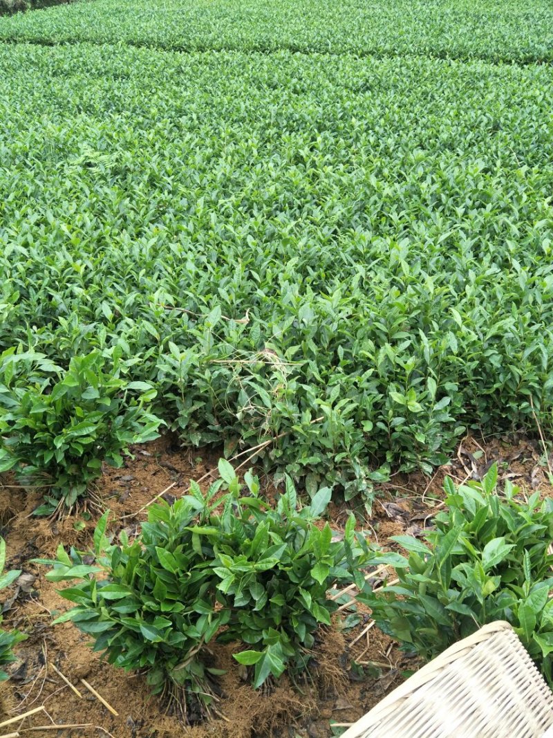茶叶树苗，安吉白茶，一年苗